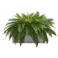 2.5ft. Boston Fern Plant in Stone Planter
