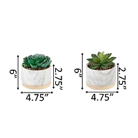 Flora Bunda® 6" Succulent in Marble Container, 2ct.