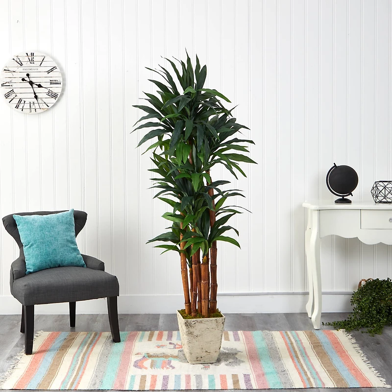 5.5ft. Dracaena Tree in Country White Planter