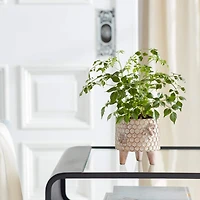 Decorative Honeycomb Pot Set with Legs