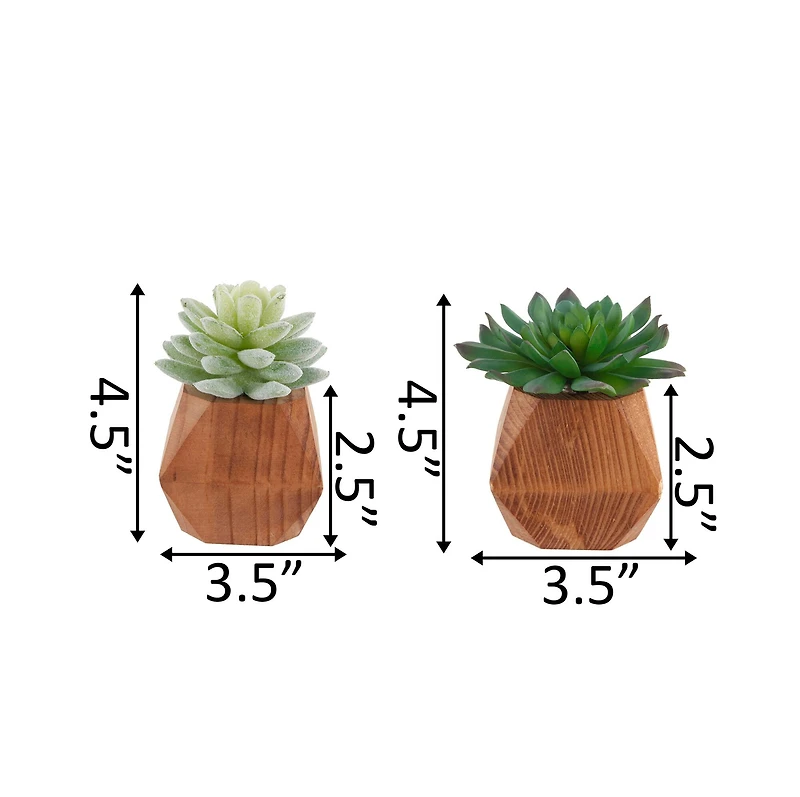 Flora Bunda® 4.5" Succulent Plant in Wood Pot, 2ct.