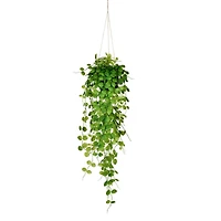 2.5ft. Green Mini Leaf Ivy in Hanging Pot