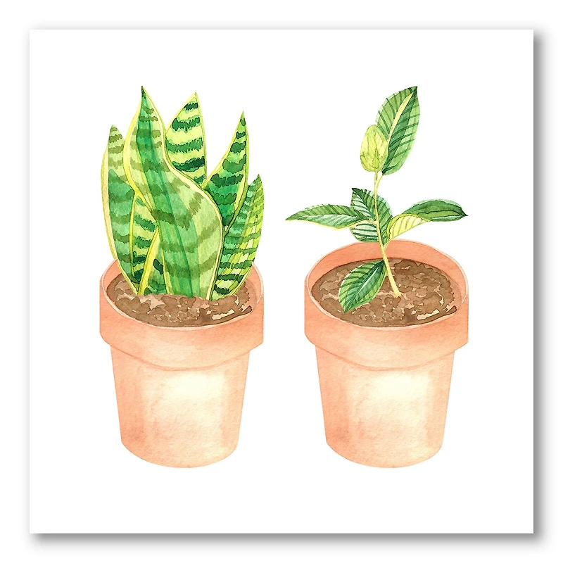 Designart - Sansevieria & Ficus Indoor Green Home House Plants