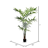 7ft. Potted Kentia Palm