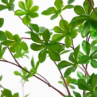 5ft. Enkianthus Tree in White Decorative Planter