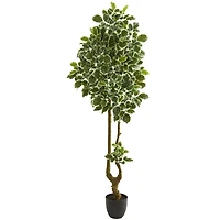 6.5ft. Potted Variegated Aralia Artificial Tree