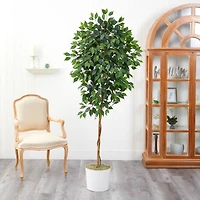 6ft. Ficus Tree in White Tin Planter