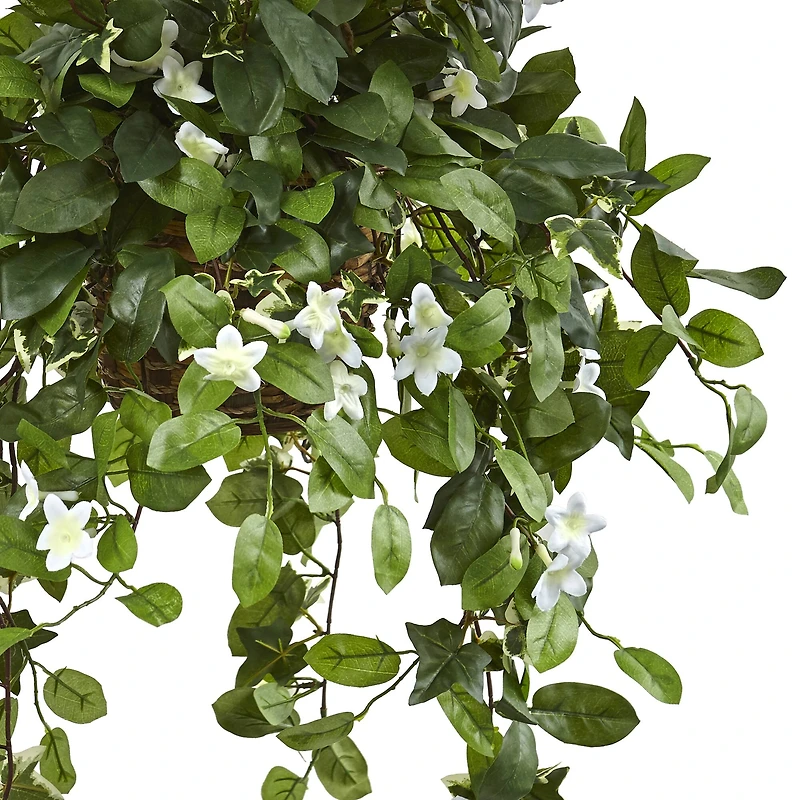 3.5ft. Stephanotis Flowering Plant in Hanging Basket