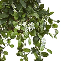 3.5ft. Stephanotis Flowering Plant in Hanging Basket