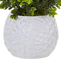 17" Boxwood in White Vase