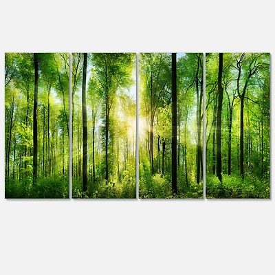 Designart - Forest with Rays of Sun Panorama