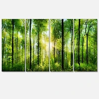 Designart - Forest with Rays of Sun Panorama
