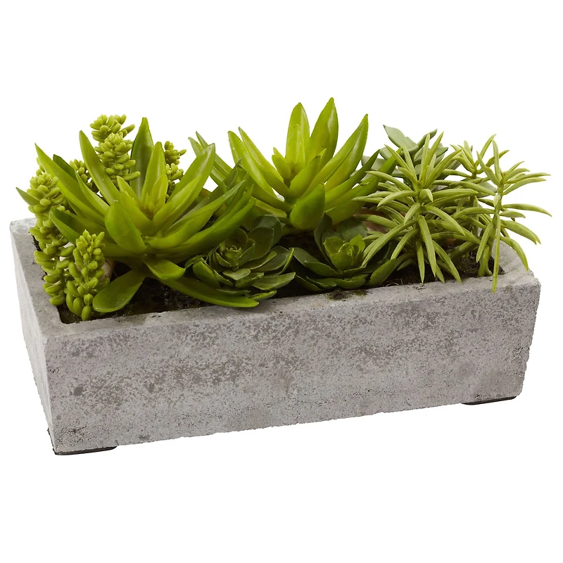 13" Succulent Garden with Concrete Planter 