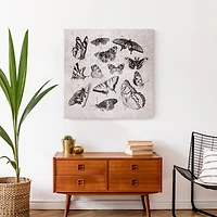 Grayscale Butterflies 24" x 24" Canvas Wall Art