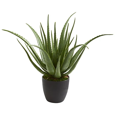 2ft. Potted Aloe Plant