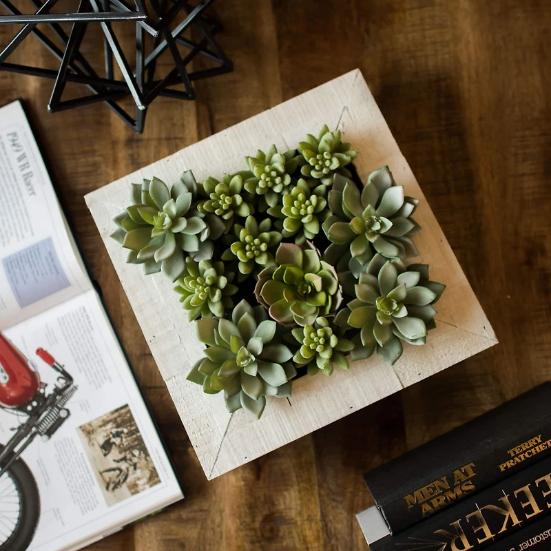 12" x 12" Green Succulent Arrangement
