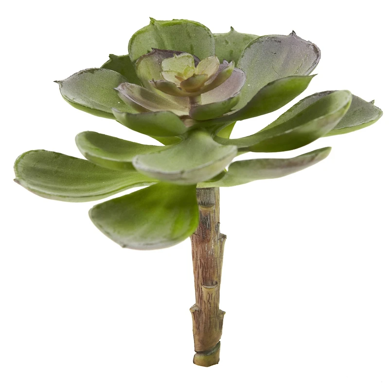 Green Echeveria Succulent Pick, 12ct.