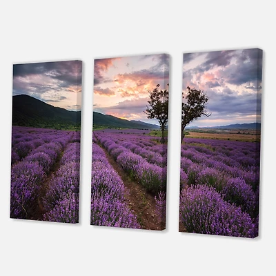 Designart - Lavender Field At Dawn III