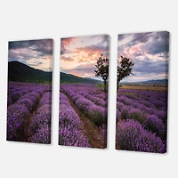 Designart - Lavender Field At Dawn III