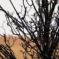 3ft. Pre-Lit Halloween Black Twig Artificial Fall Tree in Burlap Planter