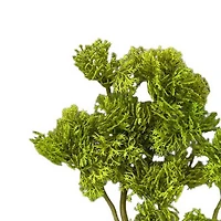 10.5" Moss Pick by Ashland®