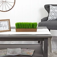 5" Grass Plant in Decorative Planter