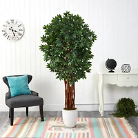 6ft. Lychee Tree in White Planter