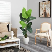 5.5ft. Travelers Palm Tree in White Planter