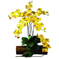 Yellow Moth Orchid Stem, 6ct.