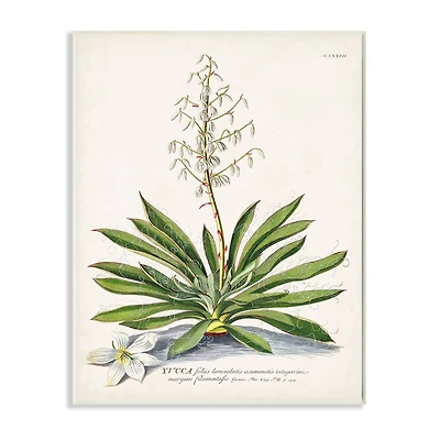 Stupell Industries Botanical Plant Illustration Ferns Vintage Design Wall Plaque