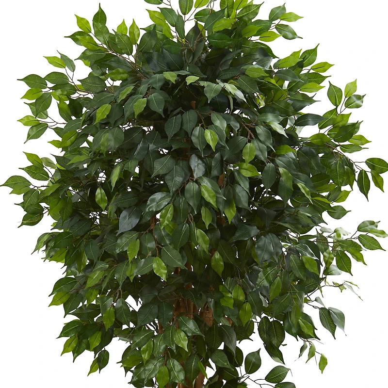 5.5ft. Potted Ficus Tree