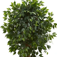 5.5ft. Potted Ficus Tree