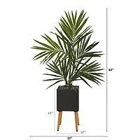 5.5ft. Kentia Palm Tree in Black Planter with Stand