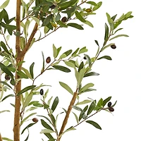 6.8ft. Potted Olive Tree