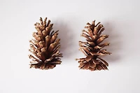 Natural Long Leaf Pinecones, 2ct. by Ashland®