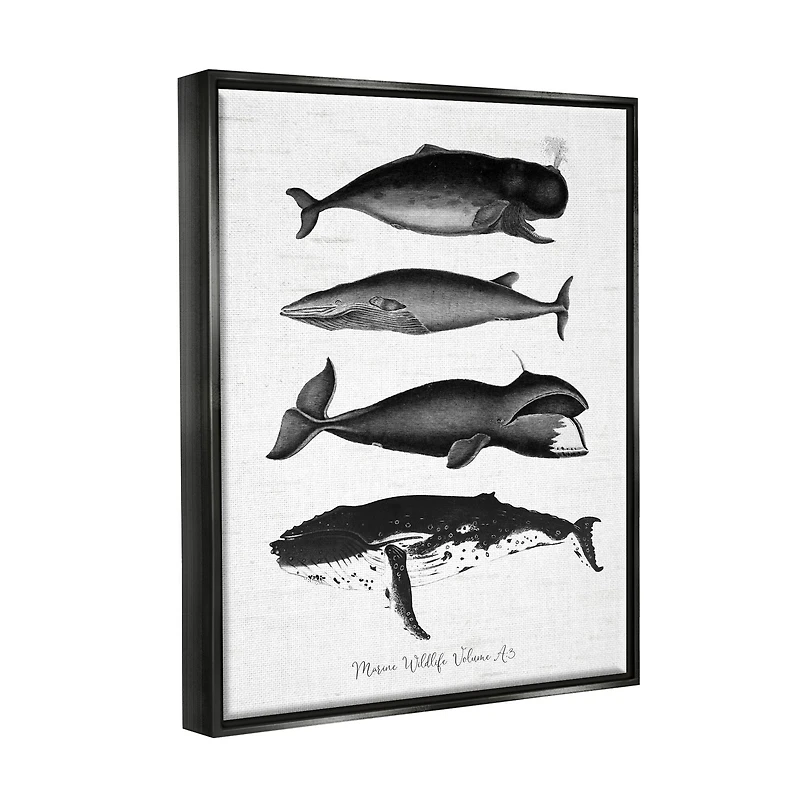 Stupell Industries Marine Wildlife Whales Drawings Diagram Framed Floater Canvas Wall Art