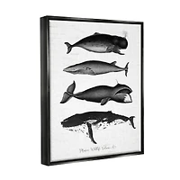 Stupell Industries Marine Wildlife Whales Drawings Diagram Framed Floater Canvas Wall Art