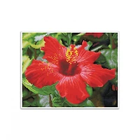 Diamond Dotz® Intermediate Hibiscus in Bloom Pre-Framed Diamond Painting Kit