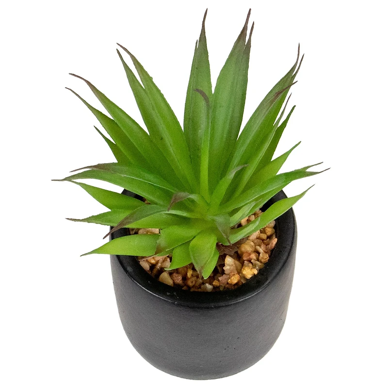 7" Green Sword Grass in Black Pot
