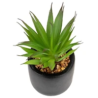 7" Green Sword Grass in Black Pot