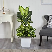 4ft. Golden Dumb Cane Plant in White Metal Planter