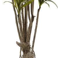 5ft. Potted Dracaena Tree