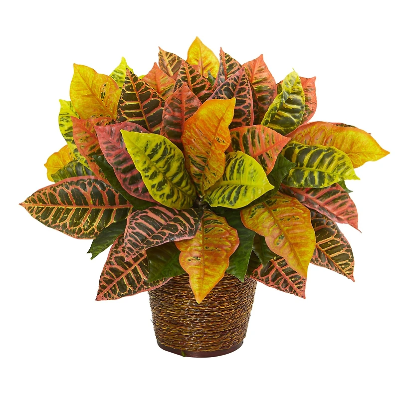 17" Garden Croton Plant in Basket