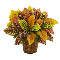 17" Garden Croton Plant in Basket