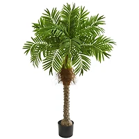 4.8ft. Potted Robellini Palm Tree