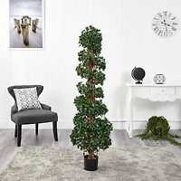 5.5ft. Potted English Ivy Spiral Topiary Tree