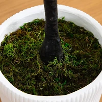 6ft. Bougainvillea Tree with White Decorative Planter