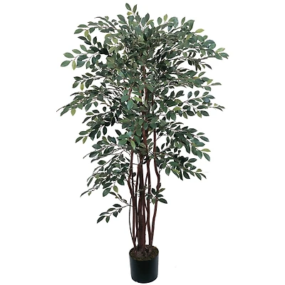 4ft. Potted Ruscus Tree
