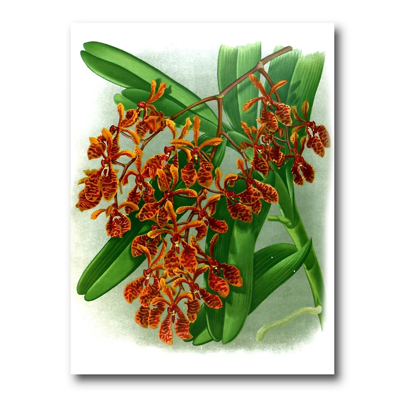 Designart - Retro Flowers II