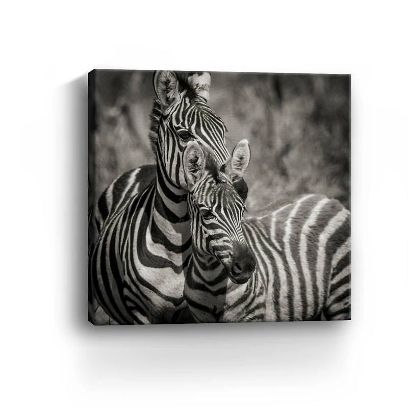 Zebra Pair Canvas Giclee